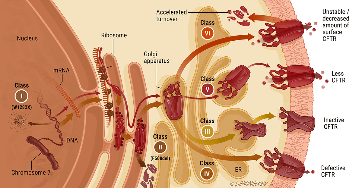 CFTR channel mutations
